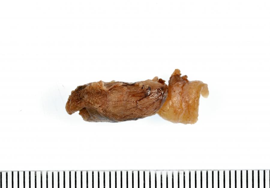 Virtual Pathology eLearning